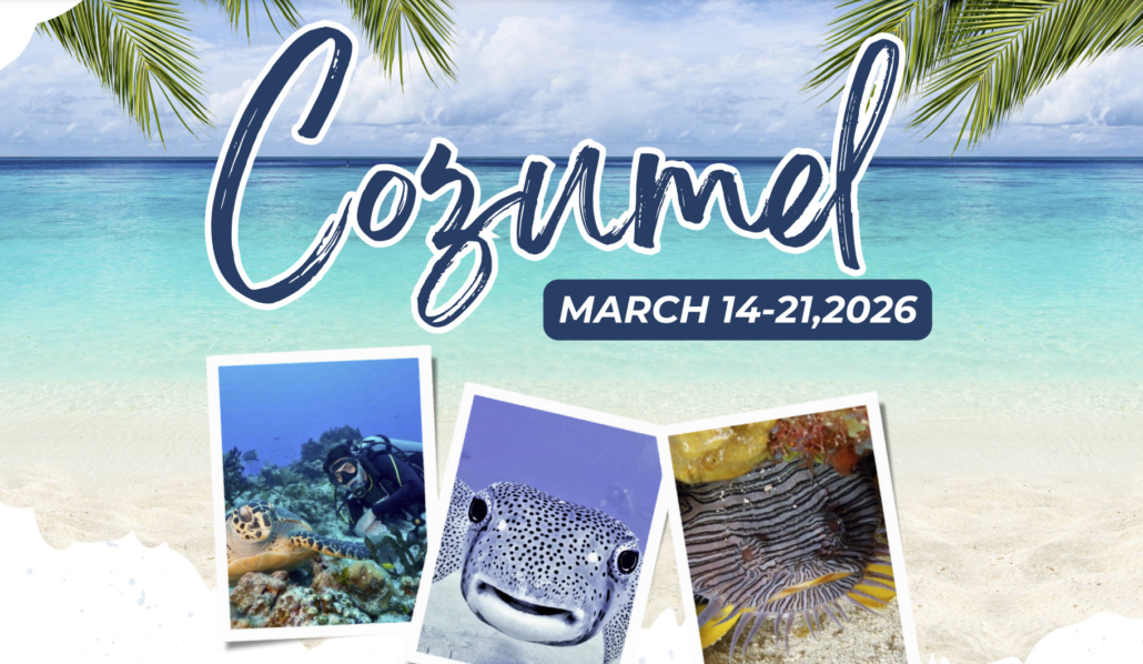 Cozumel 2026