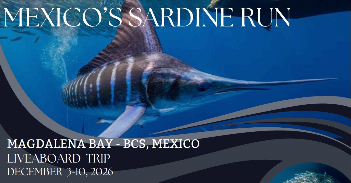 Mexico's Sardine Run